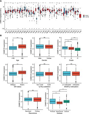 CAMK1D Inhibits Glioma Through the PI3K/AKT/mTOR Signaling Pathway